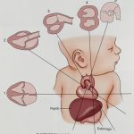 Planes of the fetal heart