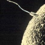 Espermatozoide y óvulo en el momento de la fcundación