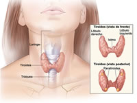 Anatomy of the thyroid gland