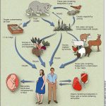 Biological cycle of the parasite that causes toxoplasmosis